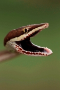 Brown Vine Snake (Oxybelis aeneus), Costa Rica, rear-fanged, mil