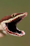 Brown Vine Snake (Oxybelis aeneus), Costa Rica, rear-fanged, mil