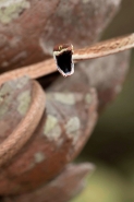 Brown Vine Snake (Oxybelis aeneus), Costa Rica, rear-fanged, mil