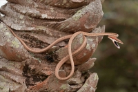 Brown Vine Snake (Oxybelis aeneus), Costa Rica, rear-fanged, mil