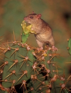 Black Rat (Rattus rattus) - Antigua-West Indies