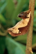 Owl Butterfly Pupa (Dynastor darius)  - Costa Rica