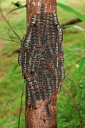 Giant Silk Worm Caterpillars - (Arsenura armida) - Costa Rica