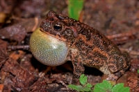 Southern Roundgland Toad - (Incilius coccifer) - Costa Rica