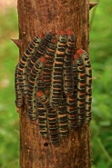 Giant Silk Worm Caterpillars - (Arsenura armida) - Costa Rica