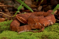 Cantil - (Agkistrodon bilineatus) - Costa Rica