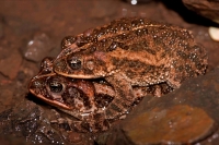 Southern Roundgland Toads - (Incilius coccifer) - Costa Rica