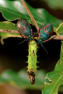 Pentatomid nymphs eating caterpillar - Costa Rica