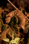 Caterpillar - (Crinodes ritsemae) - Costa Rica - dead leaf mimic