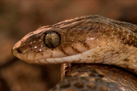 Lyre snake-(Trimophodon biscutatus) - Costa Rica