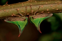 Thornbugs-(Umbonia spp.) - Costa Rica