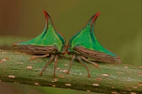 Thornbugs-(Umbonia spp.) - Costa Rica