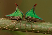 Thornbugs-(Umbonia spp.) - Costa Rica