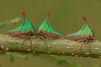 Thornbugs-(Umbonia spp.) - Costa Rica