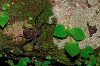 Tail-less whip scorpion - (Phrynus whitei) - Costa Rica