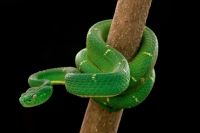 Side-striped Palm-pitviper (Bothriechis lateralis) - Costa Rica