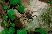 Tail-less whip scorpion - (Phrynus whitei) - Costa Rica