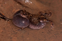 Tungara frog - (Engystomops pustulosus) - Costa Rica