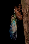 Emerald Cicada - Zammara smaragdina - Costa Rica