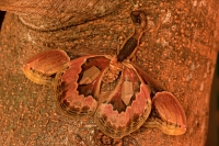 Central American Bark Scorpion -(Centruroides margaritatus) eati