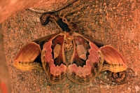 Central American Bark Scorpion-(Centruroides margaritatus) eati