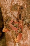 Central American Bark Scorpion-(Centruroides margaritatus) eati
