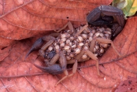 Scorpion With Young on its Back - Tropical Dry Forest - Costa Ri