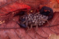 Scorpion With Young on its Back - Tropical Dry Forest - Costa Ri