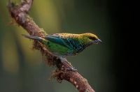 Speckled Tanager (Tangara buttata) - Costa Rica