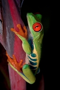 Red-eyed Treefrog (Agalychnis callidryas)