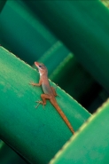 Watt\'s Anole (Anolis Wattsi) - Antigua - West Indies