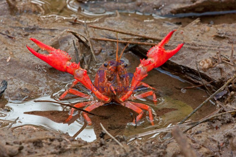 Red Swamp Crawfish(Crayfish) - Procambarus clarkii - Louisiana
