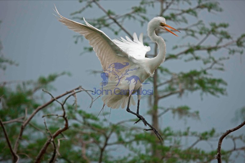 Great Egret (Casmerodius albus) - Louisiana - USA