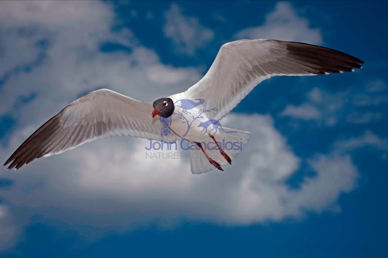 Laughing Gull (Larus atricilla) - Adult in Breeding Plumage - Mi