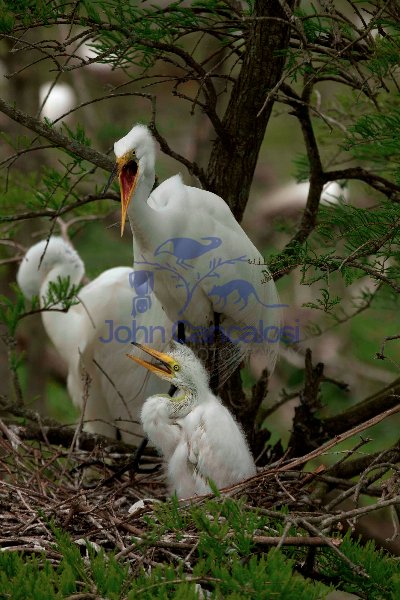 Great Egret (Casmerodius albus) - Adults and Young - Louisiana