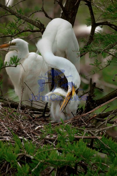 Great Egret (Casmerodius albus) - Adult and Young - Louisiana