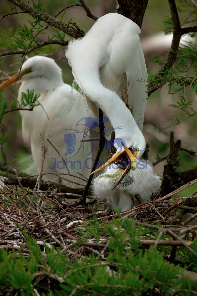 Great Egret (Casmerodius albus) - Adult and Young - Louisiana