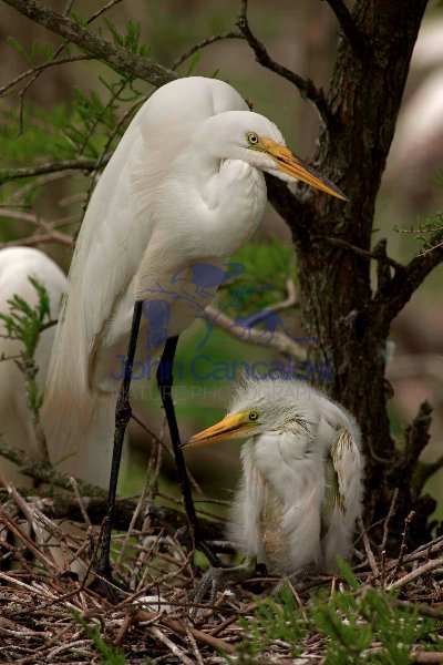Great Egret (Casmerodius albus) Mother and Young - Louisiana