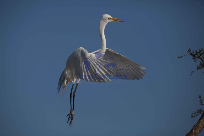 Great Egret (Casmerodius albus) - In flight - Louisiana