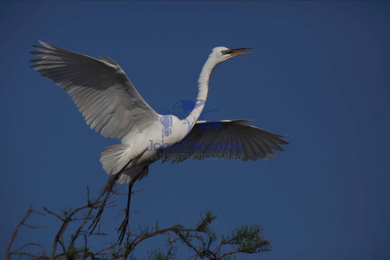 Great Egret (Casmerodius albus) - In flight - Louisiana