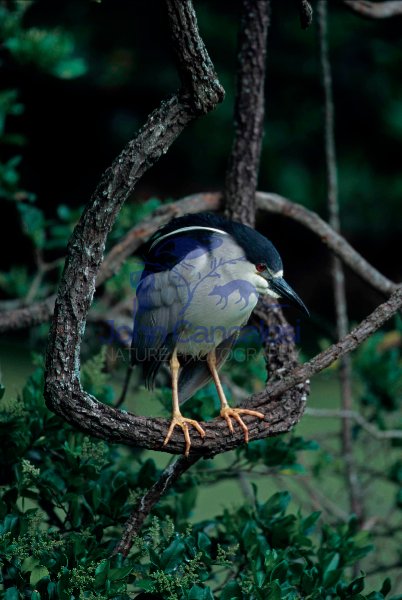 Black-crowned Night-Heron (Nycticorax nycticorax) - Louisiana