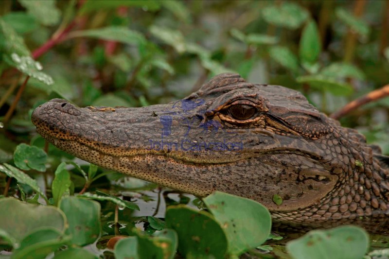 American Alligator (Alligator misssissippiensis) - Louisiana - U