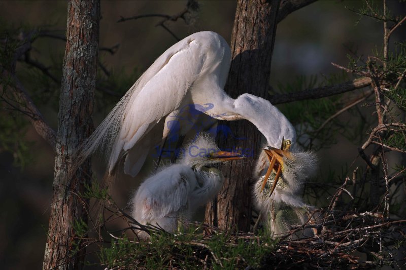 Great Egret (Casmerodius albus) - Louisiana - USA