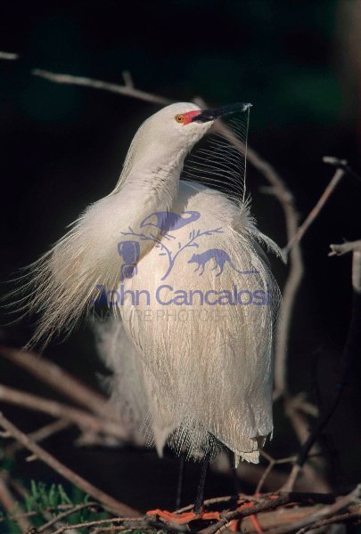 Snowy Egret (Egretta thula) - Louisiana