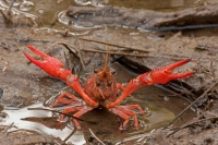Red Swamp Crawfish(Crayfish) - Procambarus clarkii - Louisiana