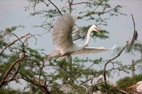 Great Egret (Casmerodius albus) - Louisiana - USA