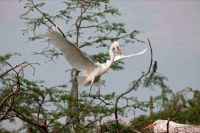 Great Egret (Casmerodius albus) - Louisiana - USA