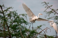Great Egret (Casmerodius albus) - Louisiana - USA