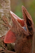 Green Anole (Anolis carolinensis) - Louisiana - USA
