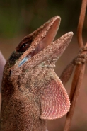 Green Anole (Anolis carolinensis) - Louisiana - USA